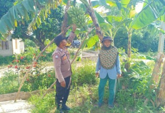 Ketahanan Pangan, Bhabinkamtibmas Polsek Enggano Sambangi Kebun Warganya