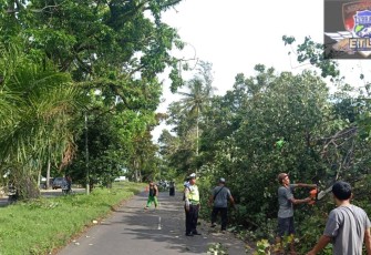 Cegah Laka Lantas, Polresta Bengkulu Gelar Pengaturan Dilokasi Pohon Tumbang