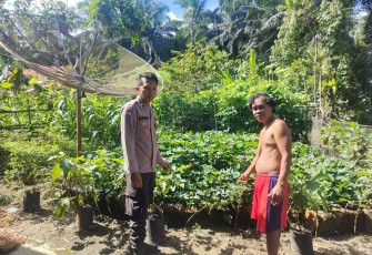Dukung Ketahanan Pangan Nasional, Bhabinkamtibmas Polsek Putri Hijau Melaksanakan Sambangi dan Cek Tanaman Holtikultura Warga