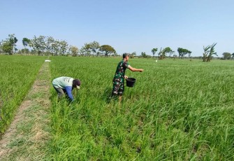 Babinsa Kodim Madiun Dampingi Pemupukan Padi