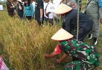 Danramil 1016-06/Kurun saat Hadiri Panen Perdana Padi MSP 08 Bersama Pemkab Gumas 