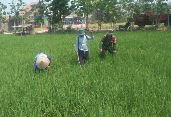 Babinsa Dampingi Petani Rawat Tanaman Padi