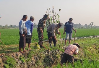 Babinsa saat Laksanakan Pendampingan Pengendalian Hama Tikus Bersama PPL 
