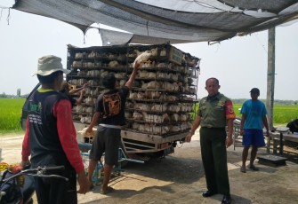 Babinsa Sertu Joko Purwantoro aktif melakukan pendampingan usaha peternakan ayam yang ada di wilayah desa binaannya