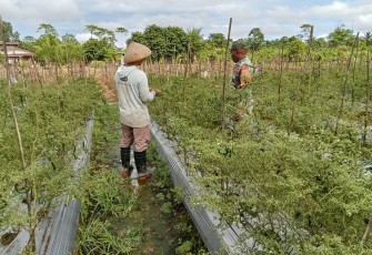 Koptu Kumiyu Terus Memberi Motivasi Para Petani Binaan Dalam Setiap Kegiatan Komsosnya