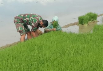 TNI di Abdya Konsen Dukung Program Nasional Ketahanan Pangan 