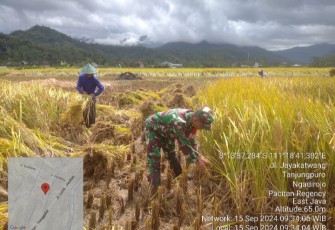 Babinsa Koramil 0801/07 Ngadirojo Lakukan Pendampingan Pertanian