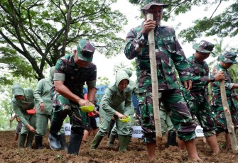 Kodim 0801/Pacitan Laksanakan Penanaman Jagung