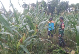 Babinsa Koramil Kuala Kencana Komsos Dengan Petani Jagung di Desa Binaan