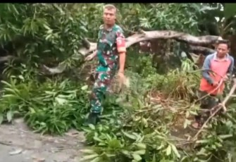 Serma Maliki saat membersihkan lokasi pohon tumbang di wilayah desa binaan, Kamis (25/1)