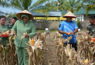 Danrem 023/KS Kolonel Inf Lukman Hakim bersama Ketua Persit saat panen jagung di desa Kalangan, Tapanuli Tengah, Selasa (27/2)