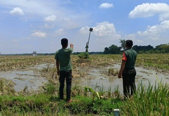 Pasang Rumah Burung Hantu di Persawahan