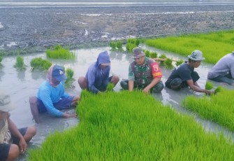 Pembibitan tanaman padi warga binaan 