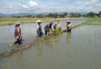 Penanaman bibit padi bersama petani binaan