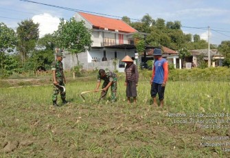 Pendampingan petani jagung di wilayah desa binaan