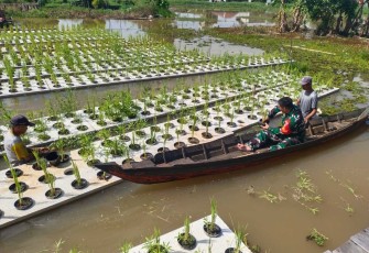 Pendampingan penyuluhan padi terapung di wilayah desa binaan