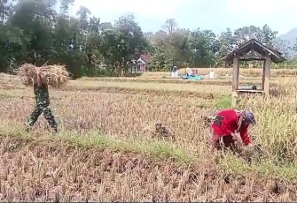 Bantu panen padi warga binaan