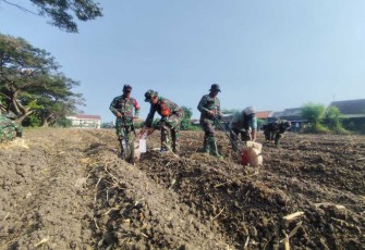 Tanam jagung di wilayah desa binaan 