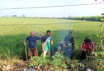 Gropyokan tikus di wilayah desa binaan