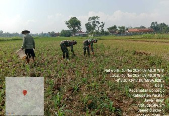 Pemupukan tanaman jagung petani wilayah desa binaan 