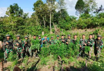 Penemuan ladang ganja di Bukit Tor Sihite