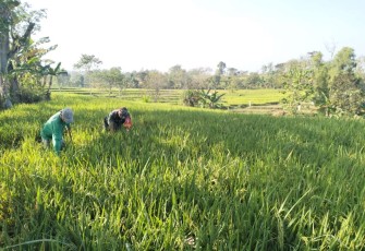 Bantu petani wilayah desa binaan 