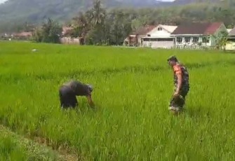Bantu penyiangan tanaman padi warga desa binaan