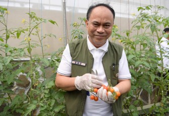 Menkop Budi Arie Setiadi memetik hasil pertanian Kopontren Al-Ittifaq di Ciwidey Kabupaten Bandung, Kamis (14/11)