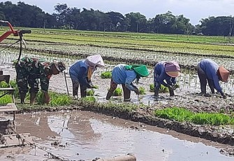 Bantu tanam padi warga binaan 