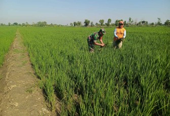 Bantu merawat tanaman padi di wilayah desa binaan 