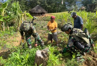 Bibit sayur ketahanan pangan Satgas Yonif 323 Buaya Putih 