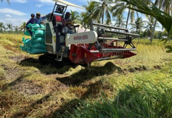 Panen Padi di Sumsel Optimal