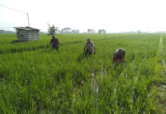 Babinsa Desa Nglandung Koramil 0803/11 Geger, Serma Hartono saat Bantu Petani Lakukan Penyiangan