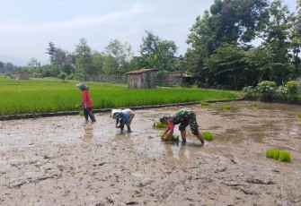 Babinsa jajaran Kodim 0803/Madiun saat Bantu Petani Tanam Padi