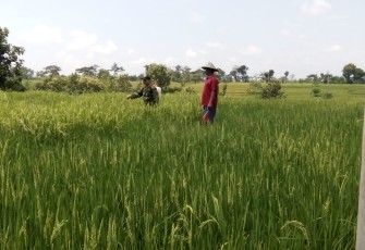 Babinsa Dampingi Semprot Padi Milik Warga