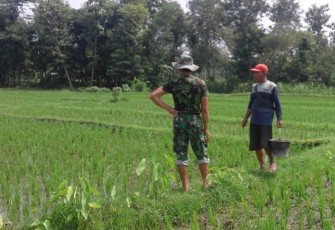 Babinsa Ponorogo saat Bantu Pemupukan Padi