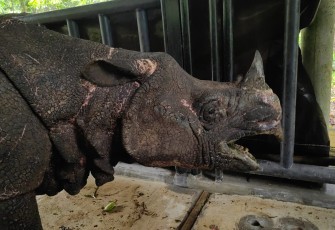 Penyelamatan Badak di Taman Nasional Ujung Kulon