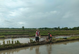 Babinsa Desa Segulung saat Dampingi Penyemaian Benih Padi