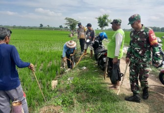 Babinsa Desa Wayut Bersama Kelompok Tani Berantas Hama Tikus untuk Tingkatkan Hasil Panen