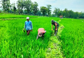 Babinsa Desa Prambon saat Dampingi Petani Bersihkan Rumput Liar di Sawah
