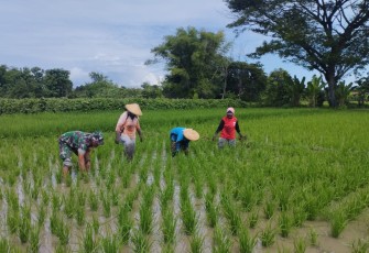 Babinsa Kodim Ponorogo Bantu Poktan Bersihkan Rumput Sekitar Tanaman Padi