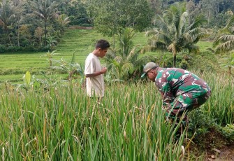 Babinsa Kodim Ponorogo Dampingi Petani saat Perawatan Tanaman Padi
