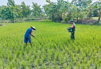 Babinsa Koramil 01/Ngawi saat Bantu Petani Dalam Pemupukan Padi