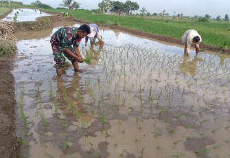 Wujud Nyata Babinsa Ngawi Dalam Program Ketahanan Pangan 