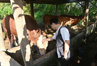Bupati Trenggalek, Mochamad Nur Arifin, saat meninjau salah satu hewan kurban Presiden ke-8 RI, Prabowo Subianto, di Desa Gembleb, Kecamatan Pogalan, Kabupaten Trenggalek, Kamis (562025).