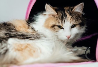 Cegah Kucing Diare Karena Salah Makan