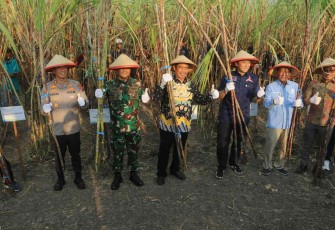 Area Tebu PT PG Rajawali I