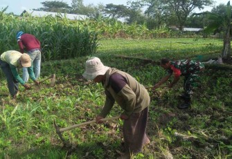 Merawat tanaman jagung di wilayah desa binaan 