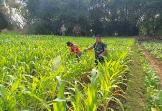 Penyemprotan tanaman petani desa binaan 