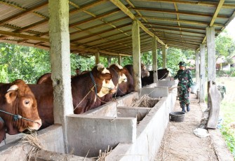 Peternakan Sapi